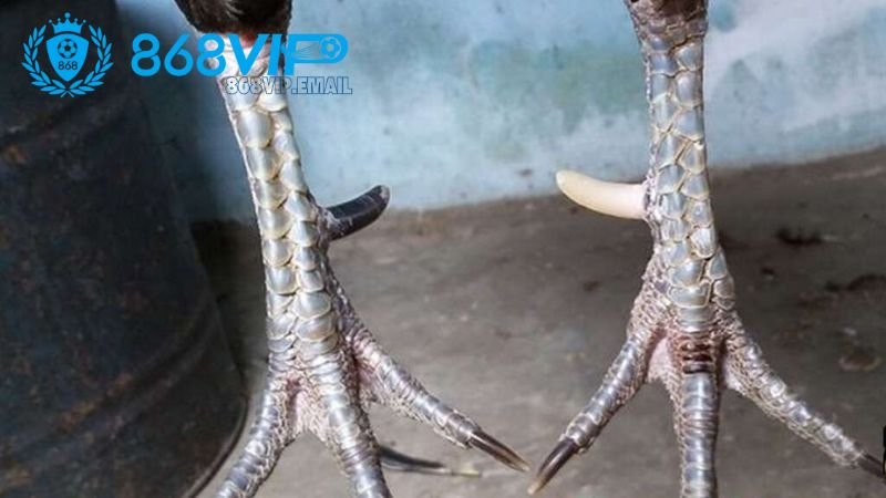 Cách cắt cựa gà chọi - Bảo vệ sức khỏe và nâng cao sức mạnh 4 cham-soc-sau-khi-cat-cua