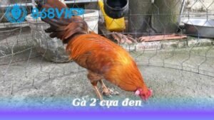 ga-2-cua-den