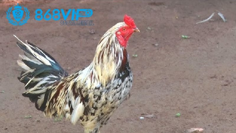 Gà 2 cựa đen - Đặc điểm tuyệt vời của giống gà chiến mạnh mẽ 3 ky-thuat-nuoi-duong-ga-2-cua