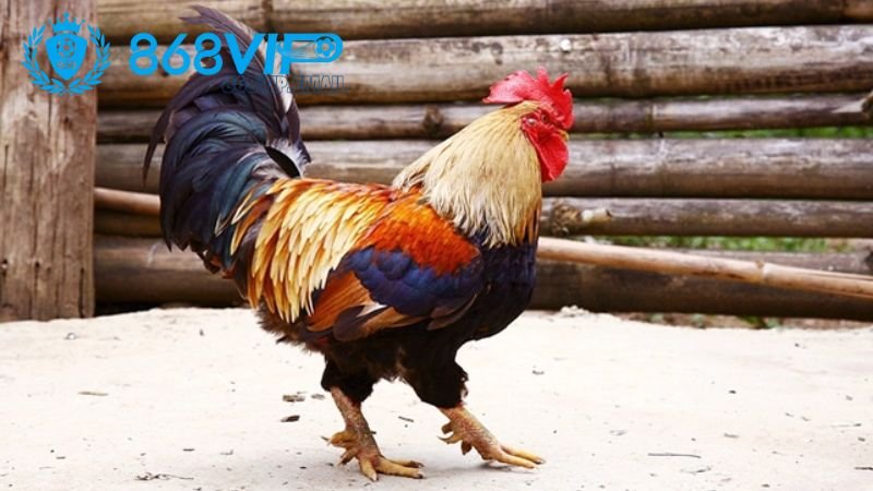 Gà 2 cựa đen - Đặc điểm tuyệt vời của giống gà chiến mạnh mẽ 2 dac-diem-va-nguon-goc-cua-ga-2-cua-den