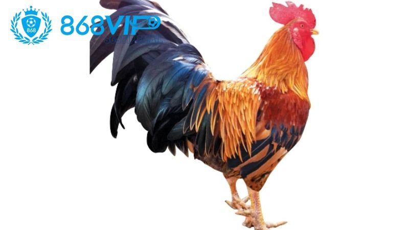 Gà 2 cựa đen - Đặc điểm tuyệt vời của giống gà chiến mạnh mẽ 4 huan-luyen-ga-2-cua-den
