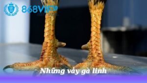 nhung-vay-ga-linh