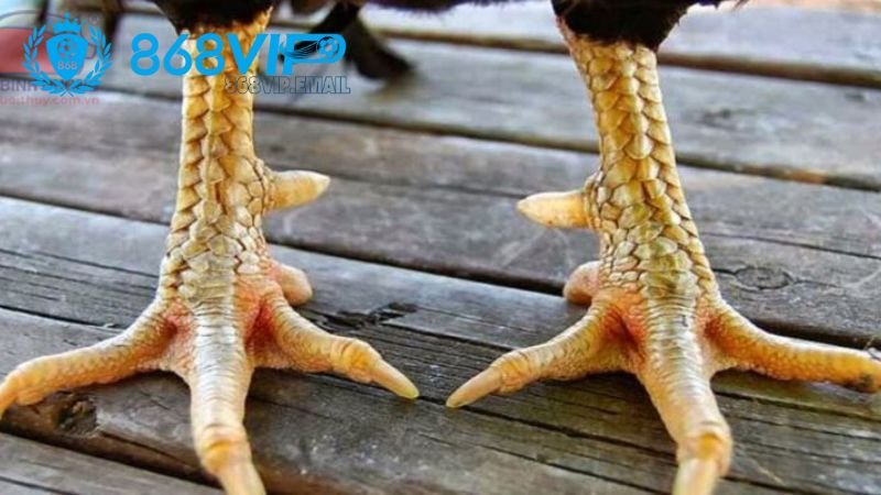 Những Vảy Gà Linh - Khám Phá Đặc Điểm Và Ý Nghĩa 4 tiem-nang-kinh-te