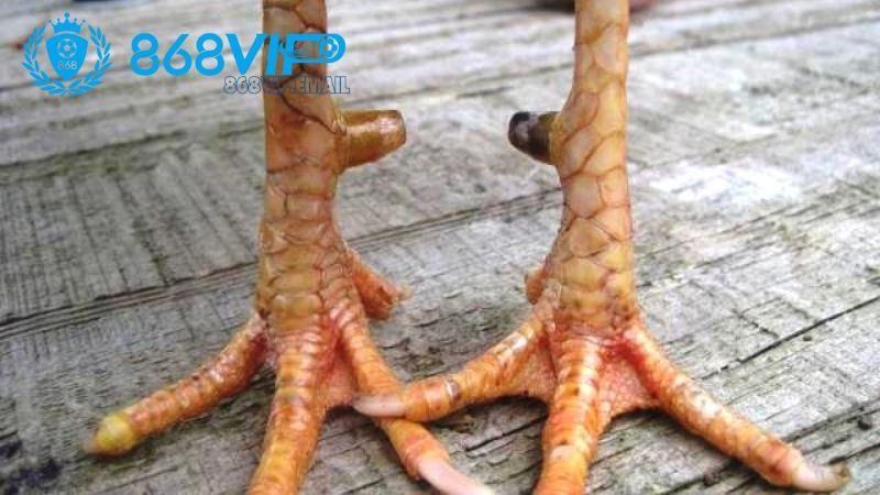 Những Vảy Gà Linh - Khám Phá Đặc Điểm Và Ý Nghĩa 2 dac-diem-cua-vay-ga-linh