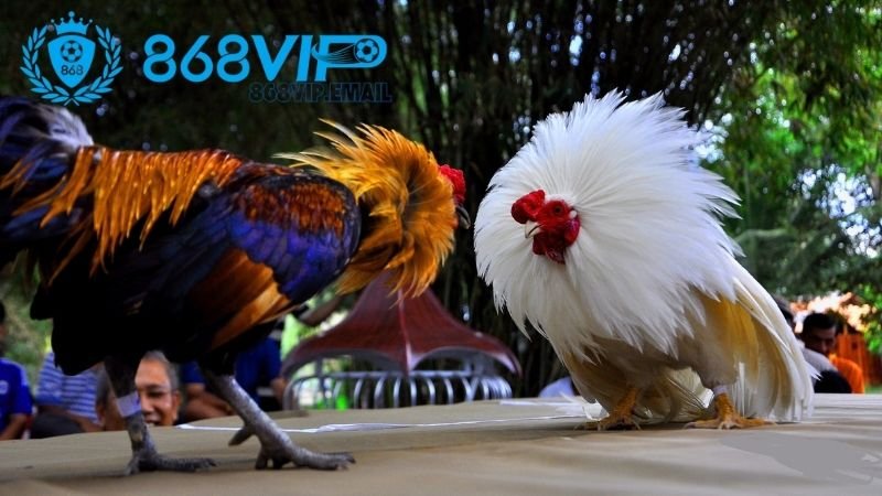 Thuốc đá gà bịp - Tìm hiểu về tác dụng, cách dùng và rủi ro 2 gioi-thieu-ve-thuoc-da-ga-bip