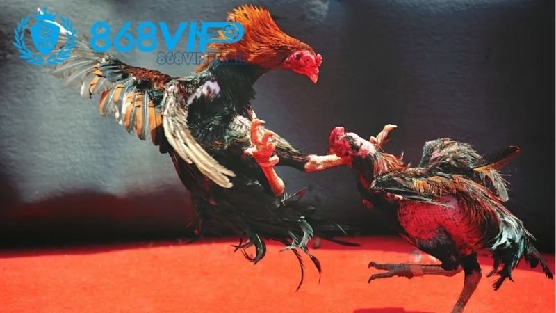 Thuốc đá gà bịp - Tìm hiểu về tác dụng, cách dùng và rủi ro 4 huong-dan-su-dung-hieu-qua