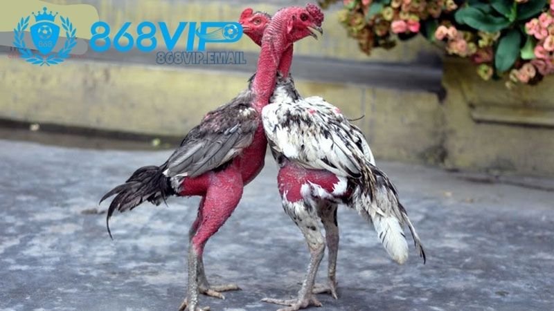 Thuốc đá gà bịp - Tìm hiểu về tác dụng, cách dùng và rủi ro 3 cach-su-dung-thuoc-da-ga-bip