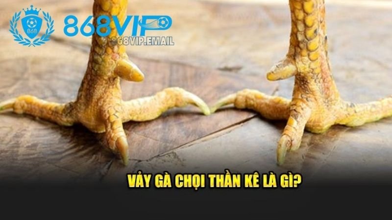 Vảy Gà Chọi Thần Kê - Tìm Hiểu Bí Quyết Để Nhận Diện Đầu Tư 3 cach-nhan-biet-vay-ga-choi