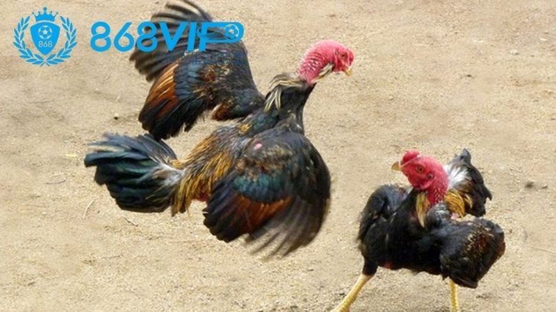 Vảy Gà Chọi Thần Kê - Tìm Hiểu Bí Quyết Để Nhận Diện Đầu Tư 4 tim-kiem-su-khac-biet-trong-the-gioi-ga-choi